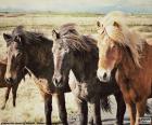 Üç İzlandalı atlar